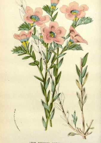 Reproducción/Reproduction 49588362651: Flore des serres et des jardins de l'Europe. A Gand :chez Louis van Houtte, eÌditeur,1845-1880.. 