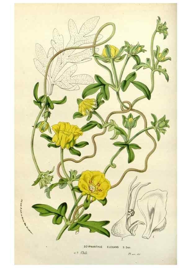 Reproducción/Reproduction 49588362926: Flore des serres et des jardins de l'Europe. A Gand :chez Louis van Houtte, eÌditeur,1845-1880.. 