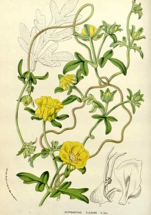 Reproducción/Reproduction 49588362926: Flore des serres et des jardins de l'Europe. A Gand :chez Louis van Houtte, eÌditeur,1845-1880.. 
