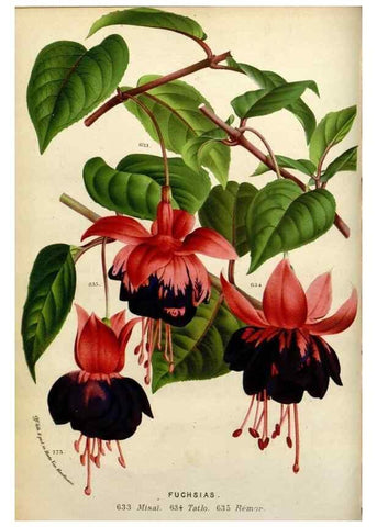 Reproducción/Reproduction 49588363196: Flore des serres et des jardins de l'Europe. A Gand :chez Louis van Houtte, eÌditeur,1845-1880.. 