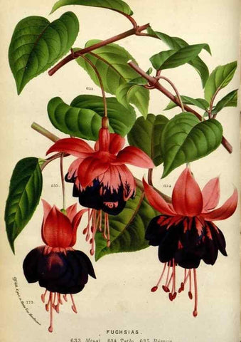 Reproducción/Reproduction 49588363196: Flore des serres et des jardins de l'Europe. A Gand :chez Louis van Houtte, eÌditeur,1845-1880.. 