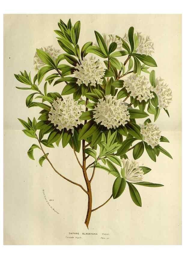 Reproducción/Reproduction 49587874408: Flore des serres et des jardins de l'Europe. A Gand :chez Louis van Houtte, eÌditeur,1845-1880.. 