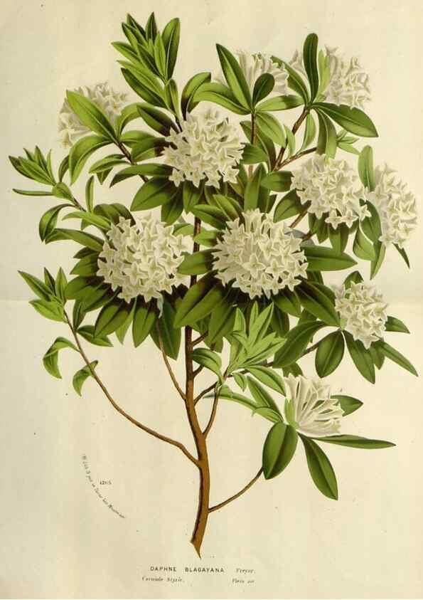 Reproducción/Reproduction 49587874408: Flore des serres et des jardins de l'Europe. A Gand :chez Louis van Houtte, eÌditeur,1845-1880.. 