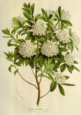 Reproducción/Reproduction 49587874408: Flore des serres et des jardins de l'Europe. A Gand :chez Louis van Houtte, eÌditeur,1845-1880.. 