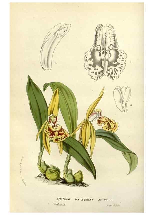 Reproducción/Reproduction 49587871323: Flore des serres et des jardins de l'Europe. A Gand :chez Louis van Houtte, eÌditeur,1845-1880.. 