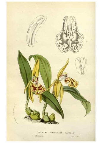 Reproducción/Reproduction 49587871323: Flore des serres et des jardins de l'Europe. A Gand :chez Louis van Houtte, eÌditeur,1845-1880.. 