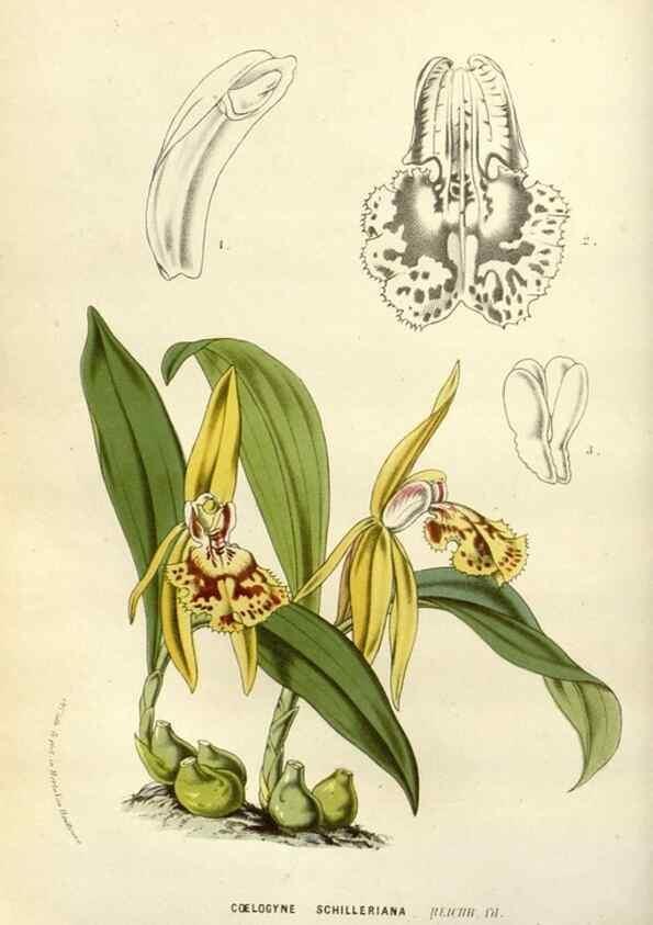 Reproducción/Reproduction 49587871323: Flore des serres et des jardins de l'Europe. A Gand :chez Louis van Houtte, eÌditeur,1845-1880.. 