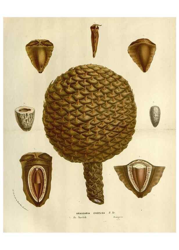 Reproducción/Reproduction 49588608787: Flore des serres et des jardins de l'Europe. A Gand :chez Louis van Houtte, eÌditeur,1845-1880.. 