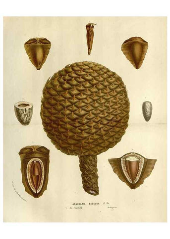 Reproducción/Reproduction 49588608787: Flore des serres et des jardins de l'Europe. A Gand :chez Louis van Houtte, eÌditeur,1845-1880.. 
