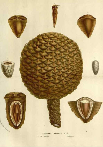 Reproducción/Reproduction 49588608787: Flore des serres et des jardins de l'Europe. A Gand :chez Louis van Houtte, eÌditeur,1845-1880.. 