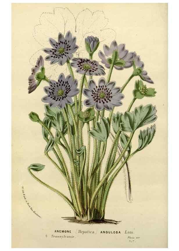 Reproducción/Reproduction 49587872083: Flore des serres et des jardins de l'Europe. A Gand :chez Louis van Houtte, eÌditeur,1845-1880.. 
