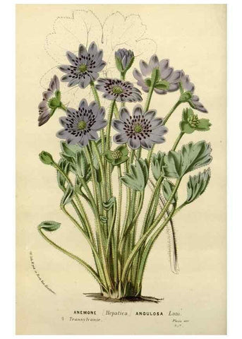 Reproducción/Reproduction 49587872083: Flore des serres et des jardins de l'Europe. A Gand :chez Louis van Houtte, eÌditeur,1845-1880.. 