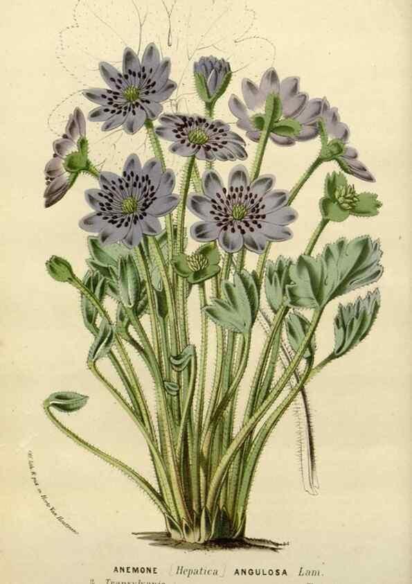Reproducción/Reproduction 49587872083: Flore des serres et des jardins de l'Europe. A Gand :chez Louis van Houtte, eÌditeur,1845-1880.. 