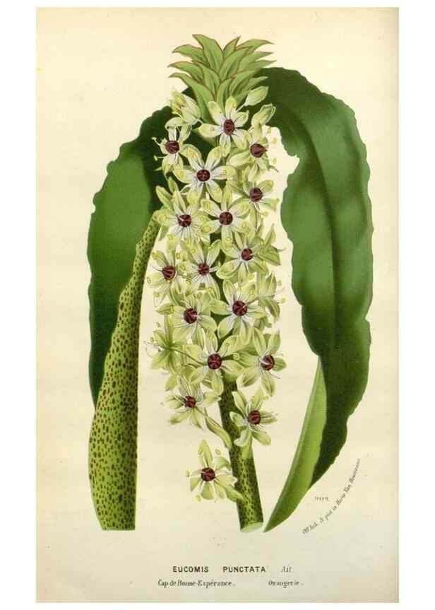 Reproducción/Reproduction 49587872543: Flore des serres et des jardins de l'Europe. A Gand :chez Louis van Houtte, eÌditeur,1845-1880.. 