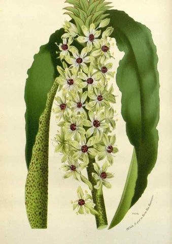 Reproducción/Reproduction 49587872543: Flore des serres et des jardins de l'Europe. A Gand :chez Louis van Houtte, eÌditeur,1845-1880.. 
