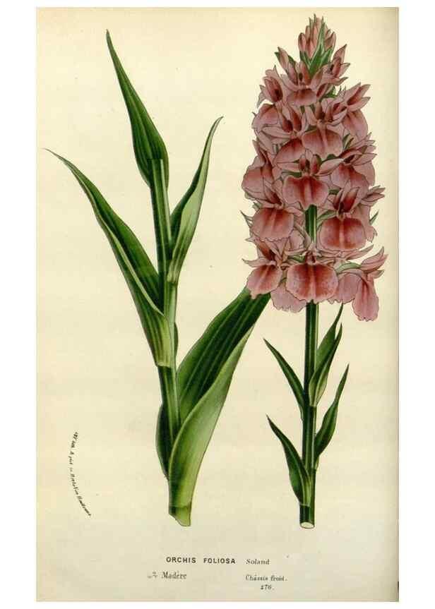 Reproducción/Reproduction 49587872933: Flore des serres et des jardins de l'Europe. A Gand :chez Louis van Houtte, eÌditeur,1845-1880.. 