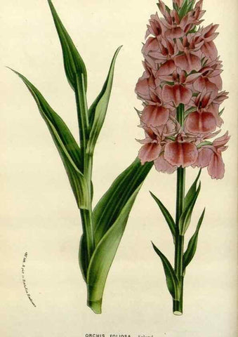 Reproducción/Reproduction 49587872933: Flore des serres et des jardins de l'Europe. A Gand :chez Louis van Houtte, eÌditeur,1845-1880.. 