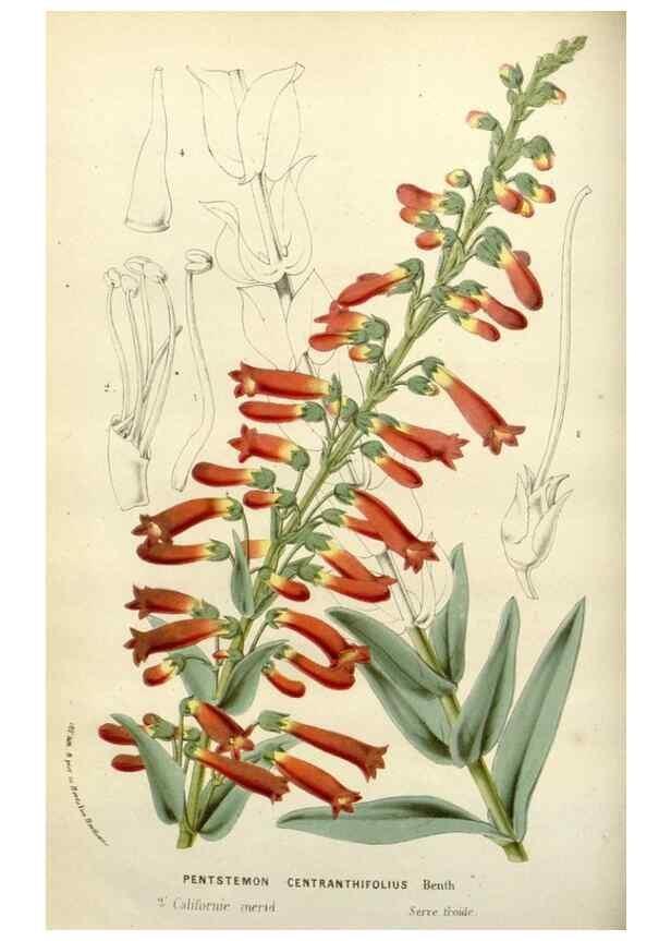 Reproducción/Reproduction 49588365216: Flore des serres et des jardins de l'Europe. A Gand :chez Louis van Houtte, eÌditeur,1845-1880.. 