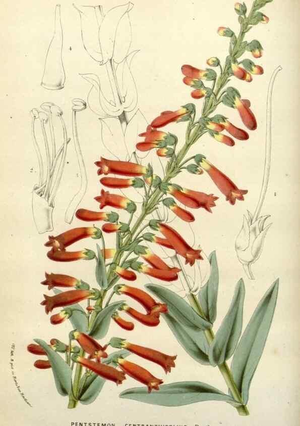 Reproducción/Reproduction 49588365216: Flore des serres et des jardins de l'Europe. A Gand :chez Louis van Houtte, eÌditeur,1845-1880.. 