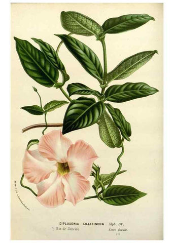 Reproducción/Reproduction 49587873408: Flore des serres et des jardins de l'Europe. A Gand :chez Louis van Houtte, eÌditeur,1845-1880.. 