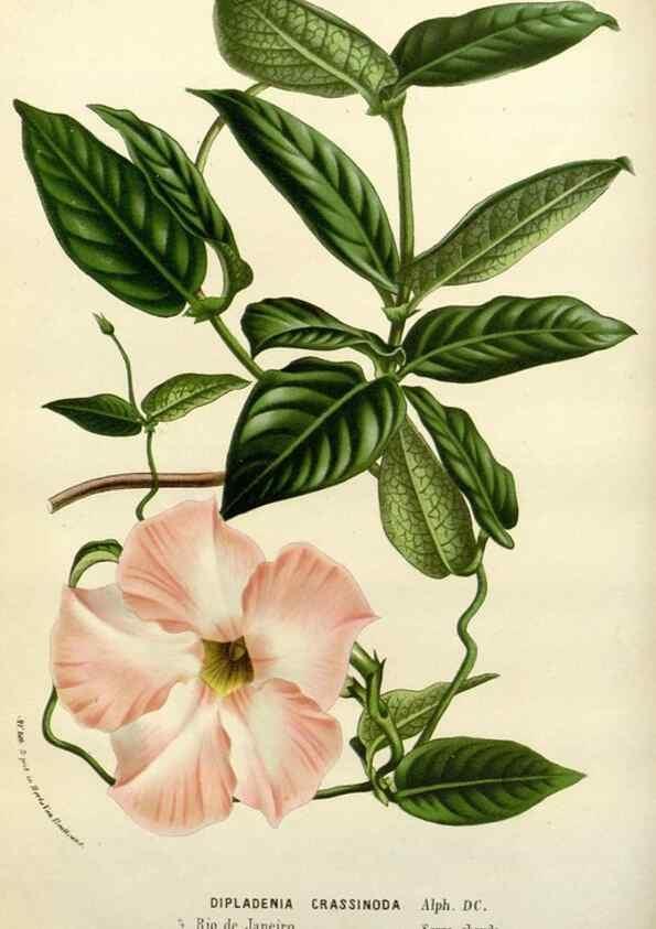 Reproducción/Reproduction 49587873408: Flore des serres et des jardins de l'Europe. A Gand :chez Louis van Houtte, eÌditeur,1845-1880.. 