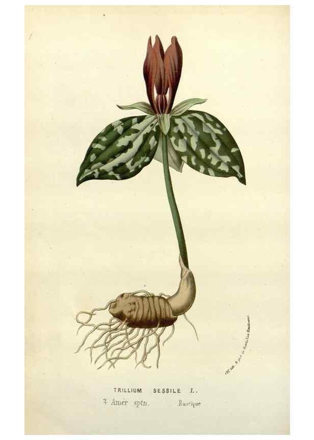 Reproducción/Reproduction 49588610932: Flore des serres et des jardins de l'Europe. A Gand :chez Louis van Houtte, eÌditeur,1845-1880.. 