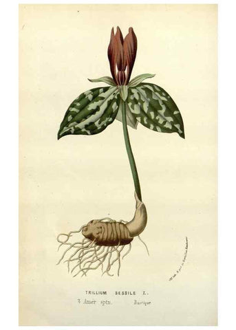 Reproducción/Reproduction 49588610932: Flore des serres et des jardins de l'Europe. A Gand :chez Louis van Houtte, eÌditeur,1845-1880.. 