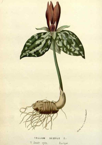 Reproducción/Reproduction 49588610932: Flore des serres et des jardins de l'Europe. A Gand :chez Louis van Houtte, eÌditeur,1845-1880.. 