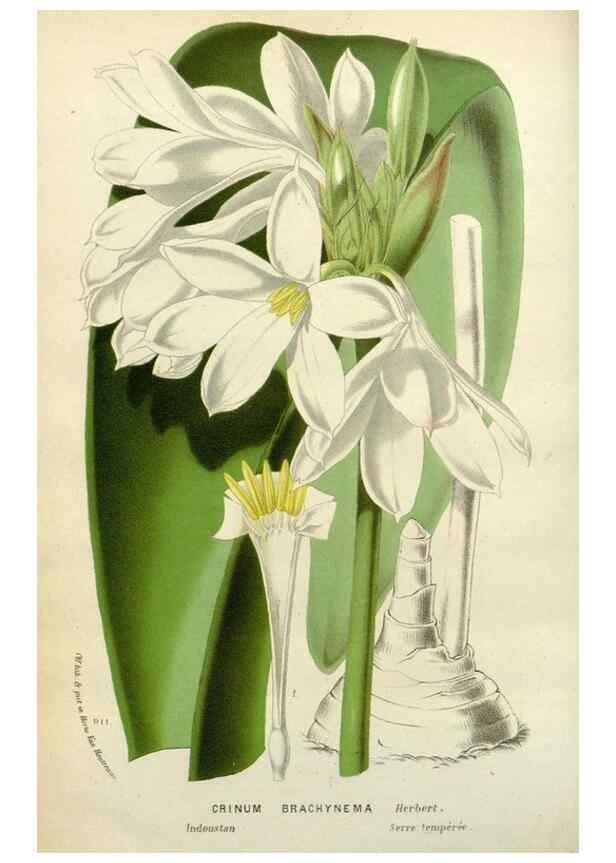 Reproducción/Reproduction 49588363641: Flore des serres et des jardins de l'Europe. A Gand :chez Louis van Houtte, eÌditeur,1845-1880.. 