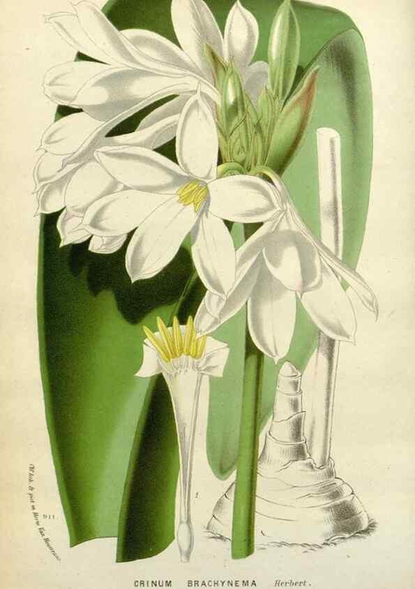 Reproducción/Reproduction 49588363641: Flore des serres et des jardins de l'Europe. A Gand :chez Louis van Houtte, eÌditeur,1845-1880.. 