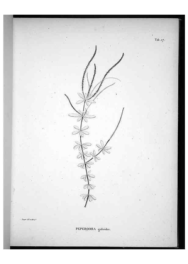 Reproducción/Reproduction 49556610407: Nova genera et species plantarum :. Antverpiae :Ex officina Christophori Plantini ...,1576.. 