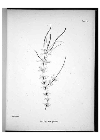 Reproducción/Reproduction 49556610407: Nova genera et species plantarum :. Antverpiae :Ex officina Christophori Plantini ...,1576.. 