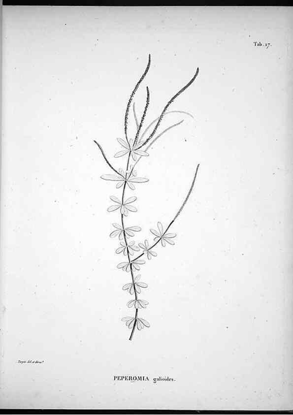 Reproducción/Reproduction 49556610407: Nova genera et species plantarum :. Antverpiae :Ex officina Christophori Plantini ...,1576.. 