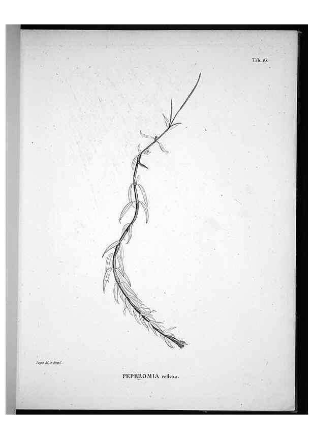 Reproducción/Reproduction 49555879318: Nova genera et species plantarum :. Antverpiae :Ex officina Christophori Plantini ...,1576.. 