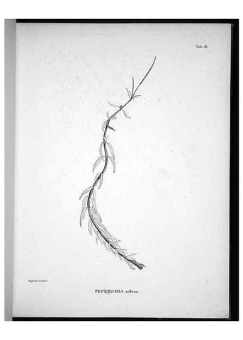 Reproducción/Reproduction 49555879318: Nova genera et species plantarum :. Antverpiae :Ex officina Christophori Plantini ...,1576.. 