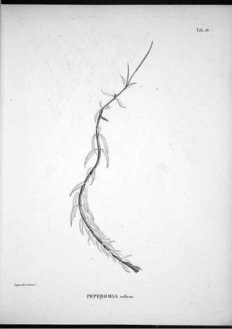 Reproducción/Reproduction 49555879318: Nova genera et species plantarum :. Antverpiae :Ex officina Christophori Plantini ...,1576.. 