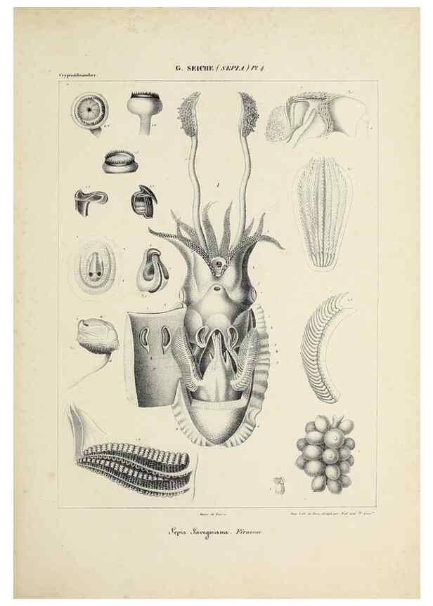 Reproducción/Reproduction 49434449878: Histoire naturelle, générale et particulière des céphalopodes acétabuifères viants, et fossiles :. Paris :Impr. de A. Lacour,1835-1848.. 