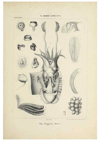 Reproducción/Reproduction 49434449878: Histoire naturelle, générale et particulière des céphalopodes acétabuifères viants, et fossiles :. Paris :Impr. de A. Lacour,1835-1848.. 