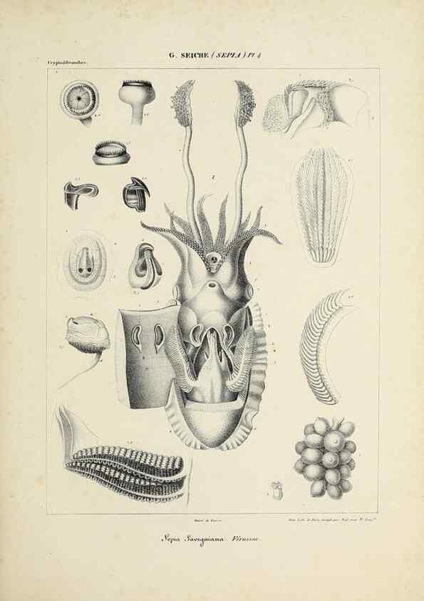 Reproducción/Reproduction 49434449878: Histoire naturelle, générale et particulière des céphalopodes acétabuifères viants, et fossiles :. Paris :Impr. de A. Lacour,1835-1848.. 