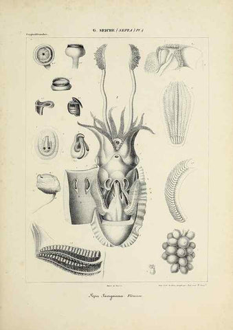 Reproducción/Reproduction 49434449878: Histoire naturelle, générale et particulière des céphalopodes acétabuifères viants, et fossiles :. Paris :Impr. de A. Lacour,1835-1848.. 