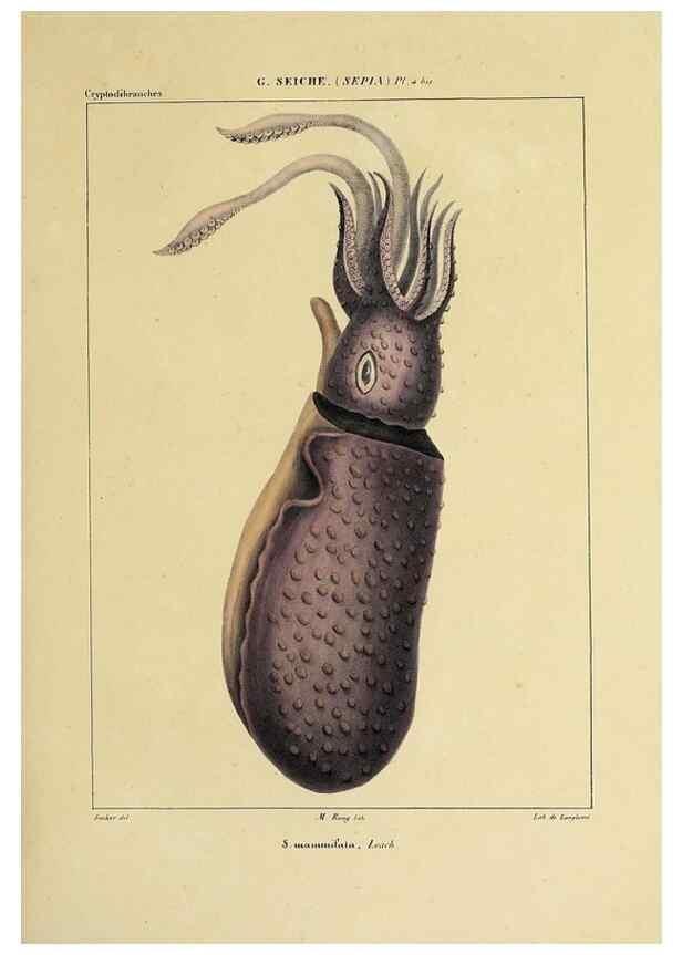 Reproducción/Reproduction 49435146277: Histoire naturelle, générale et particulière des céphalopodes acétabuifères viants, et fossiles :. Paris :Impr. de A. Lacour,1835-1848.. 
