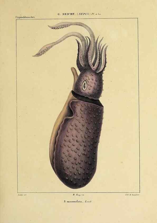 Reproducción/Reproduction 49435146277: Histoire naturelle, générale et particulière des céphalopodes acétabuifères viants, et fossiles :. Paris :Impr. de A. Lacour,1835-1848.. 