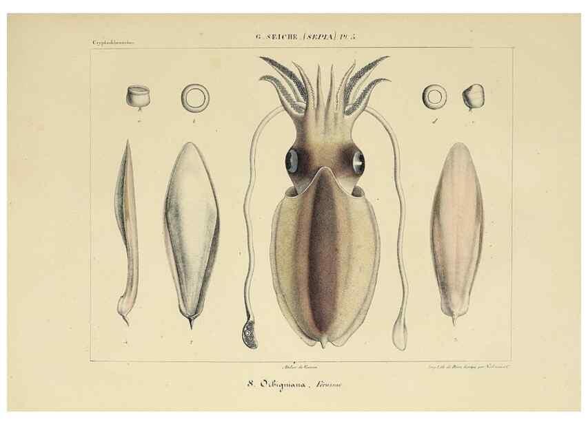 Reproducción/Reproduction 49434924351: Histoire naturelle, générale et particulière des céphalopodes acétabuifères viants, et fossiles :. Paris :Impr. de A. Lacour,1835-1848.. 