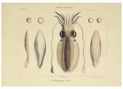 Reproducción/Reproduction 49434924351: Histoire naturelle, générale et particulière des céphalopodes acétabuifères viants, et fossiles :. Paris :Impr. de A. Lacour,1835-1848.. 
