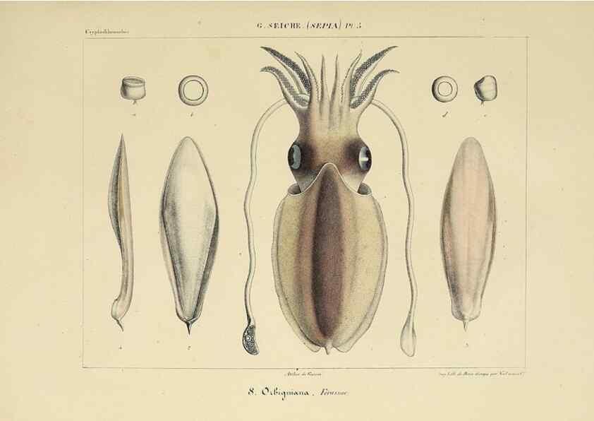 Reproducción/Reproduction 49434924351: Histoire naturelle, générale et particulière des céphalopodes acétabuifères viants, et fossiles :. Paris :Impr. de A. Lacour,1835-1848.. 