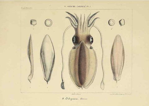 Reproducción/Reproduction 49434924351: Histoire naturelle, générale et particulière des céphalopodes acétabuifères viants, et fossiles :. Paris :Impr. de A. Lacour,1835-1848.. 