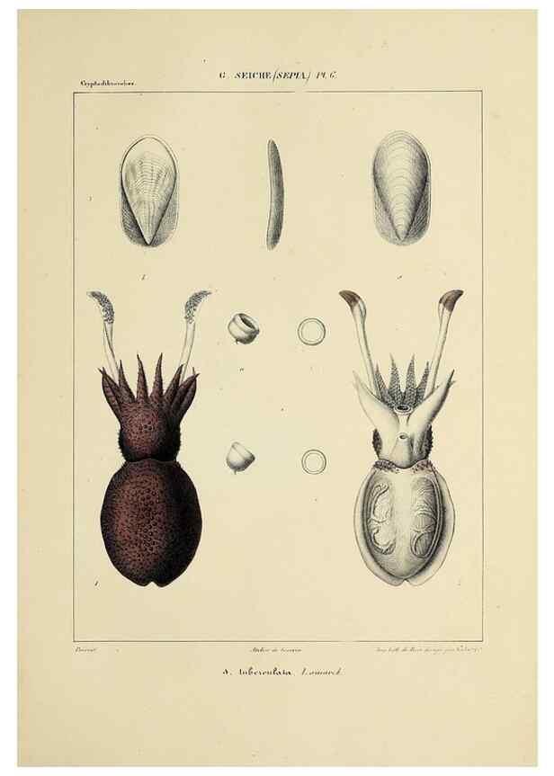 Reproducción/Reproduction 49435147592: Histoire naturelle, générale et particulière des céphalopodes acétabuifères viants, et fossiles :. Paris :Impr. de A. Lacour,1835-1848.. 