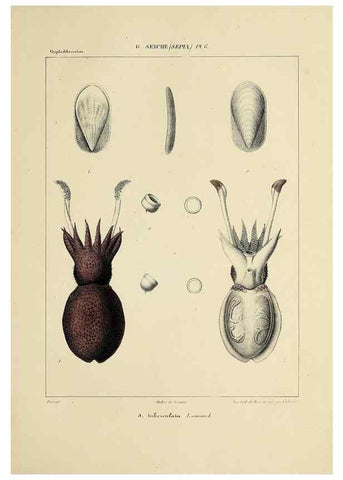 Reproducción/Reproduction 49435147592: Histoire naturelle, générale et particulière des céphalopodes acétabuifères viants, et fossiles :. Paris :Impr. de A. Lacour,1835-1848.. 