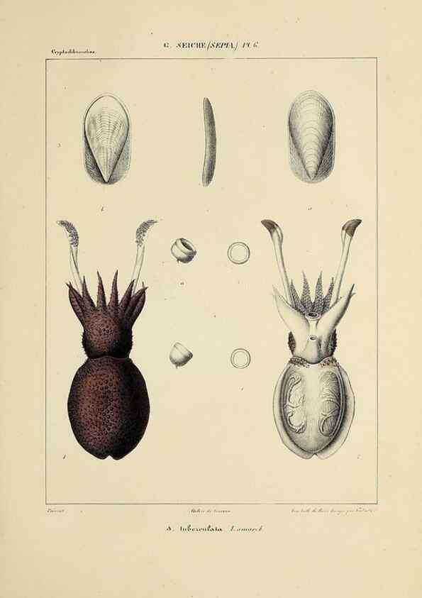 Reproducción/Reproduction 49435147592: Histoire naturelle, générale et particulière des céphalopodes acétabuifères viants, et fossiles :. Paris :Impr. de A. Lacour,1835-1848.. 
