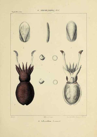 Reproducción/Reproduction 49435147592: Histoire naturelle, générale et particulière des céphalopodes acétabuifères viants, et fossiles :. Paris :Impr. de A. Lacour,1835-1848.. 
